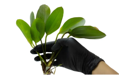 Эхинодорус Красный Феникс, в горшочке